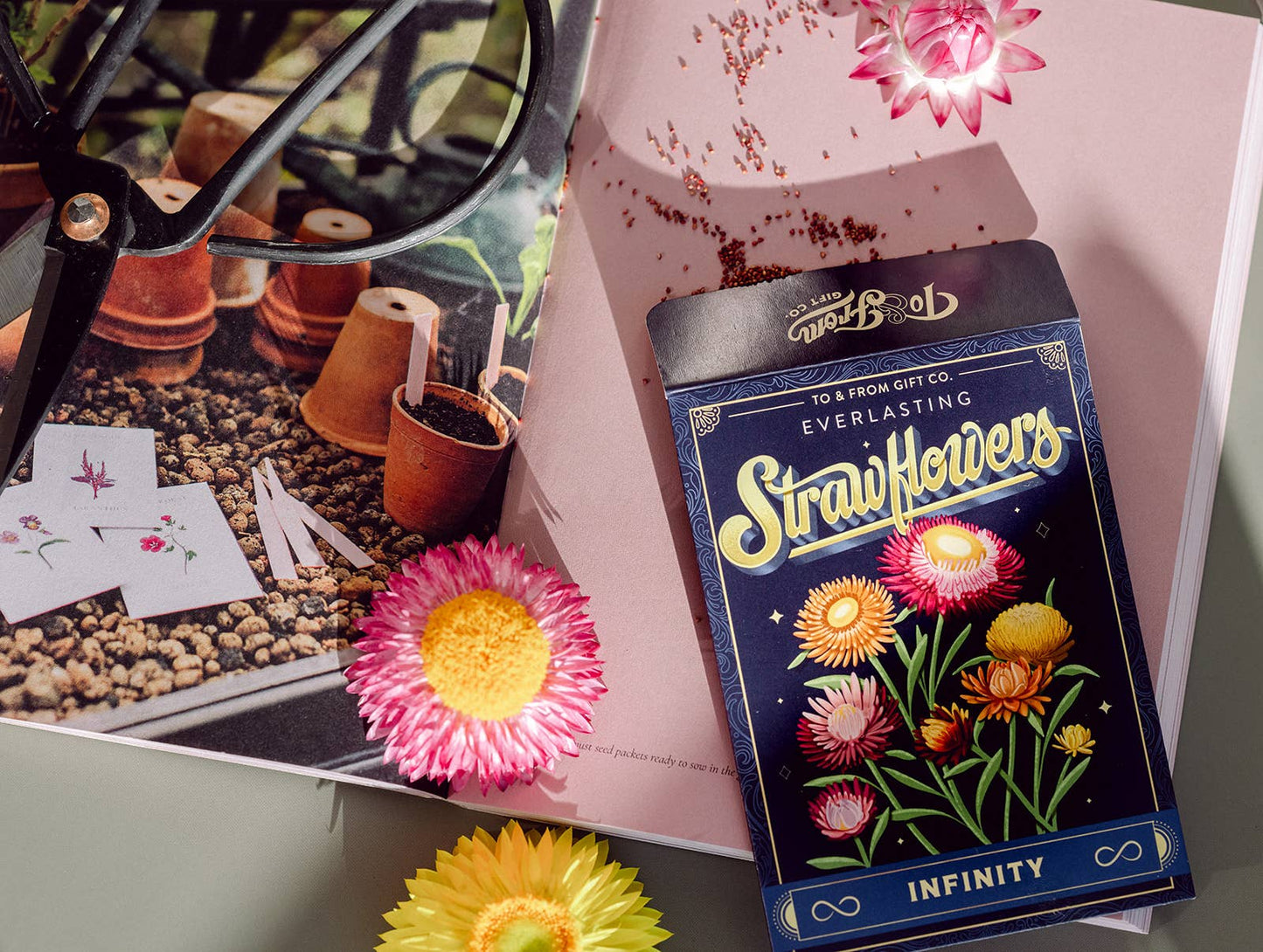 Strawflowers (Infinity) - Floriography Seed Packet