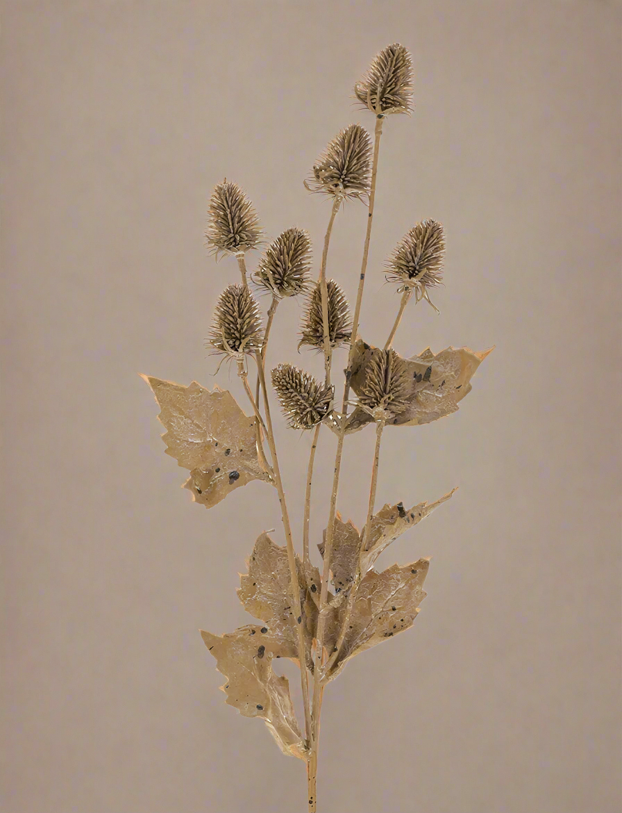 Dried Thistle Spray