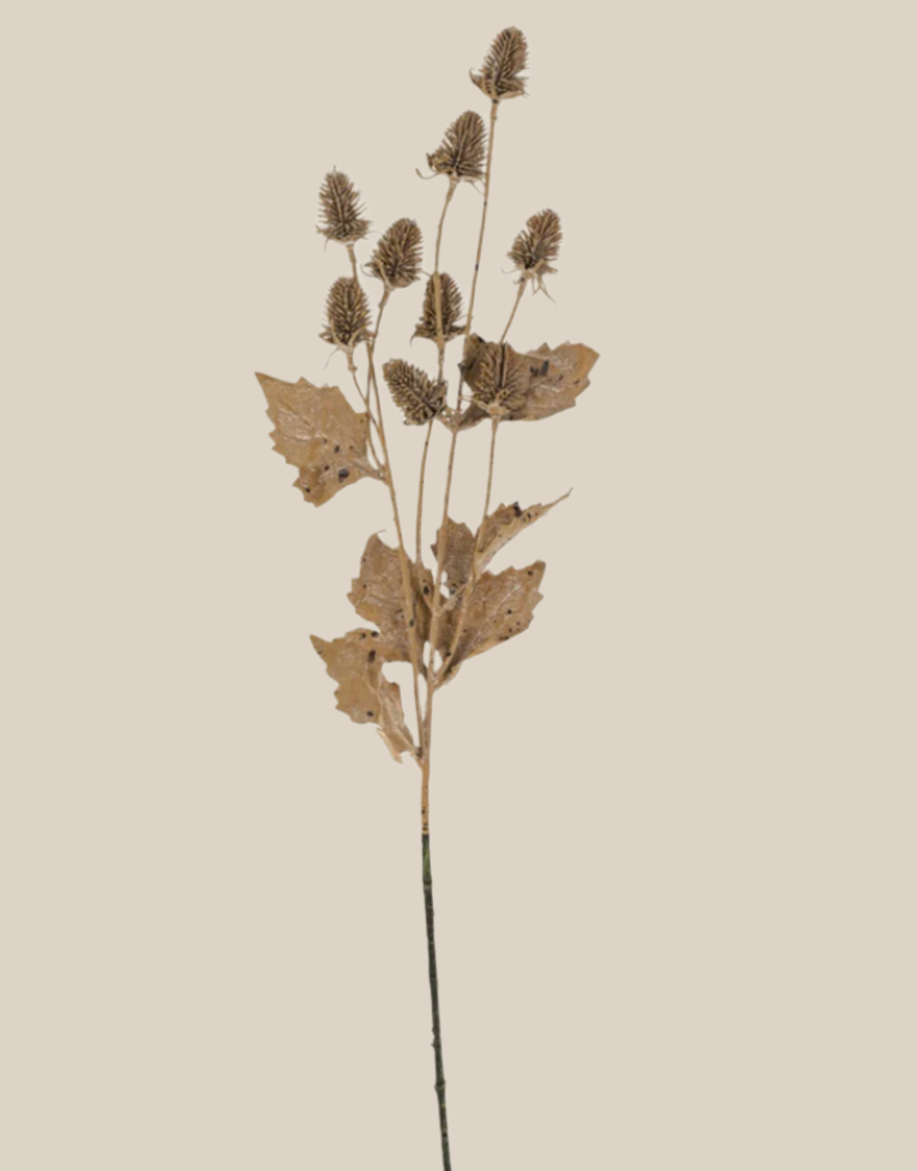 Dried Thistle Spray