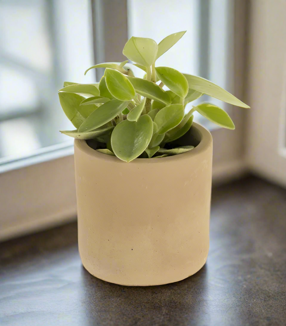 Mini Tuscany Pot , Clay
