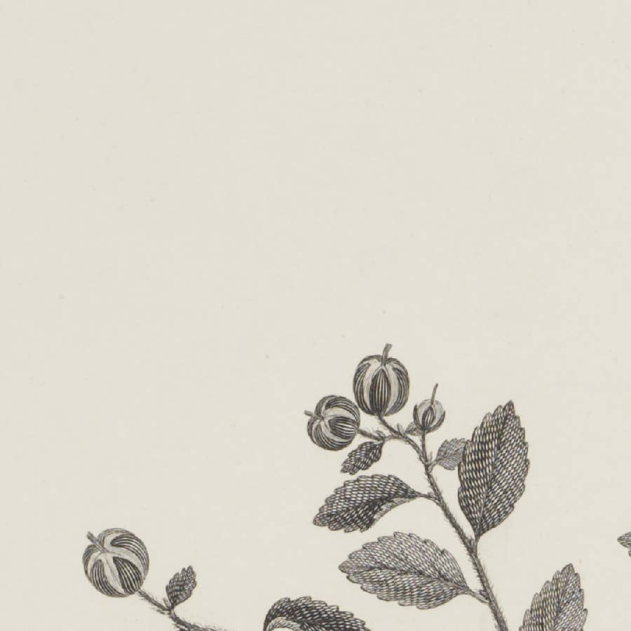 Foliage Art Print: 11x14in