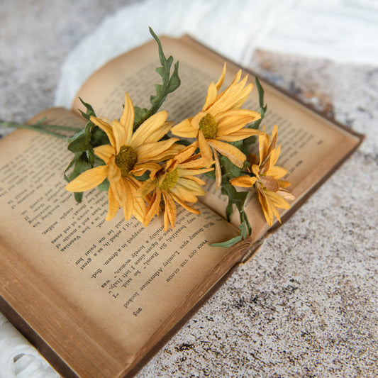 OLD GOLD DAISY PICK