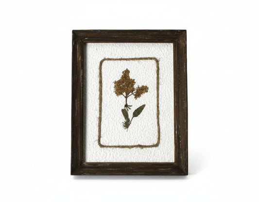 Framed Pressed Botanical Art