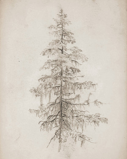 Tree Art Print 8x10in