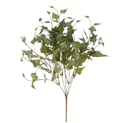 Ivy Spray