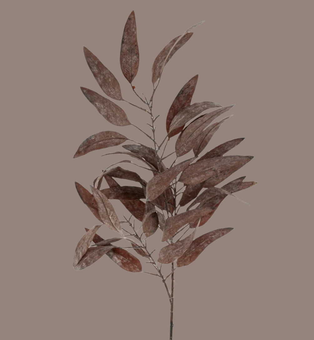 Dried Eucalyptus Stem