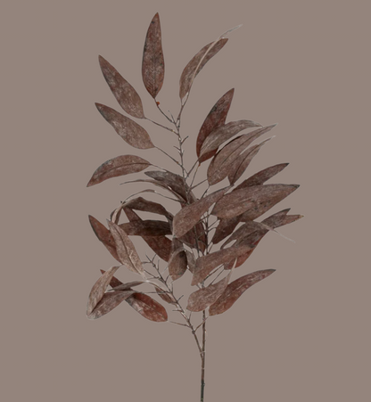 Dried Eucalyptus Stem