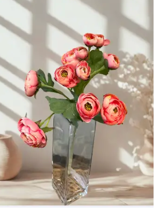 Pink Ranunculus