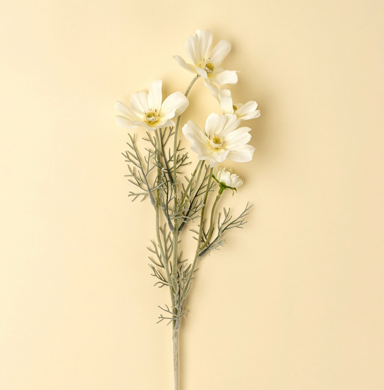 White Cosmos Stem