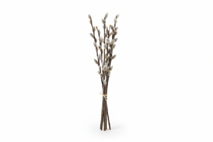 Pussy Willow Bunch