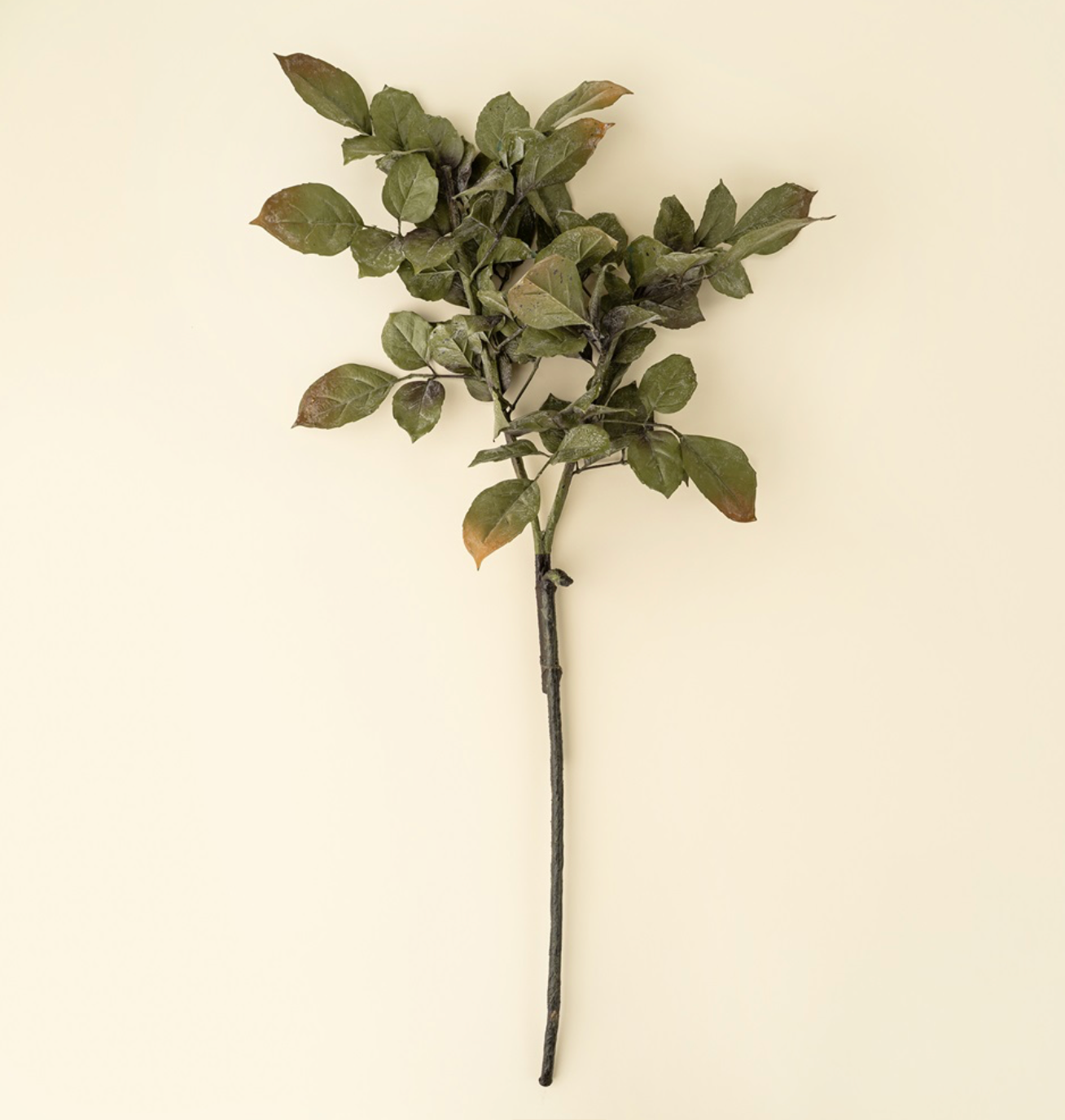 Banyan Branch