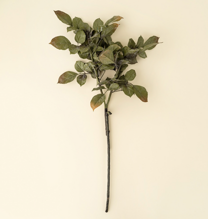 Banyan Branch