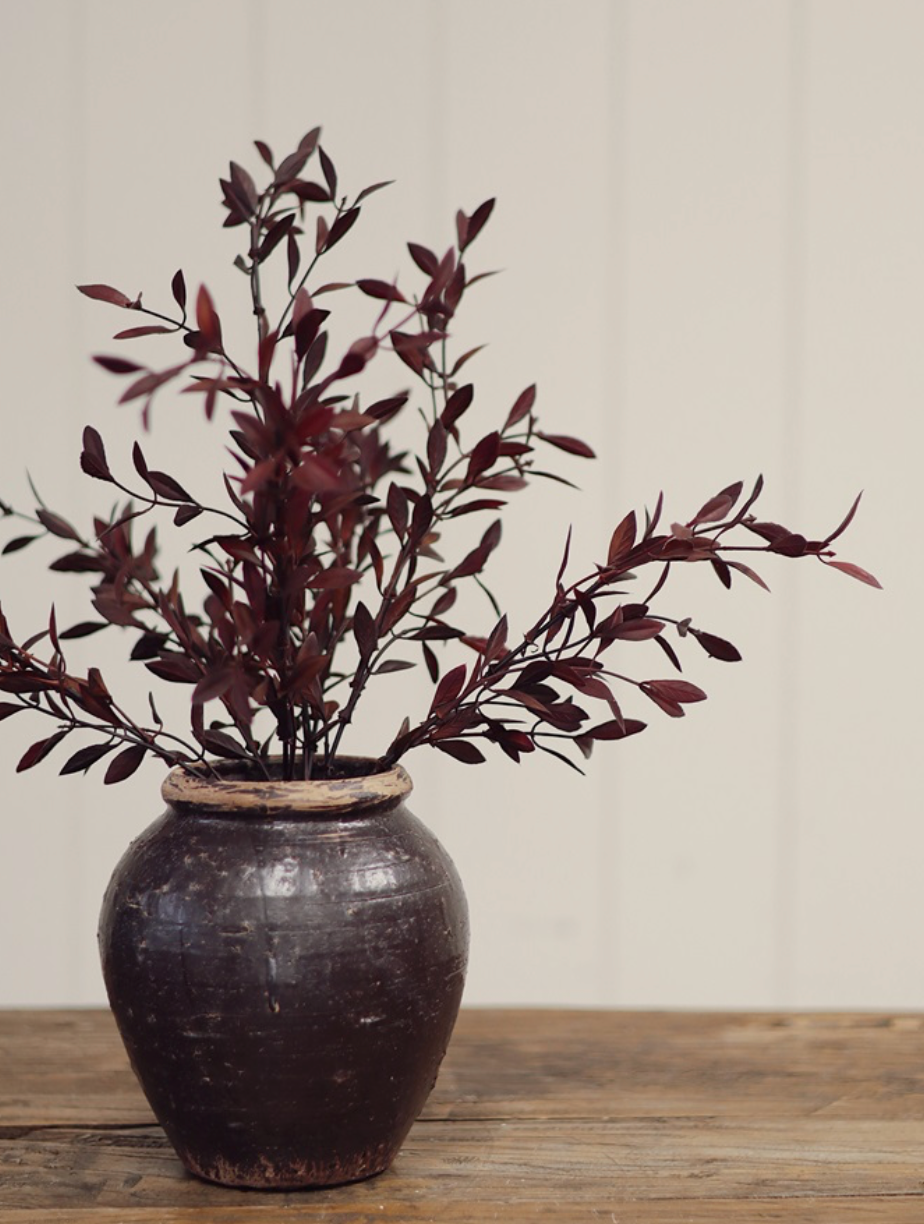 Willow Leaf Plum
