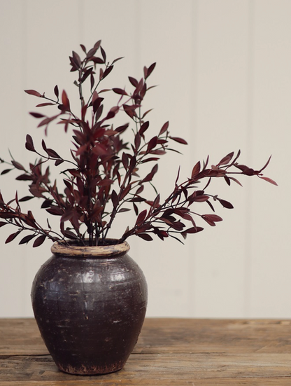Willow Leaf Plum