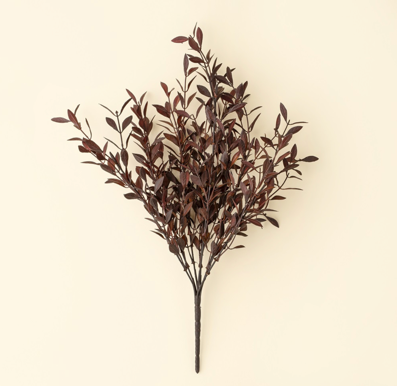 Willow Leaf Plum