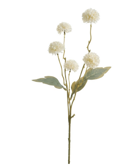 Pom Pom Chrysanthemums White