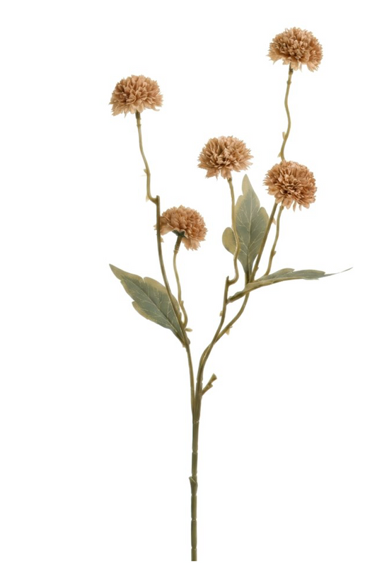 Pom Pom Chrysanthemums Taupe