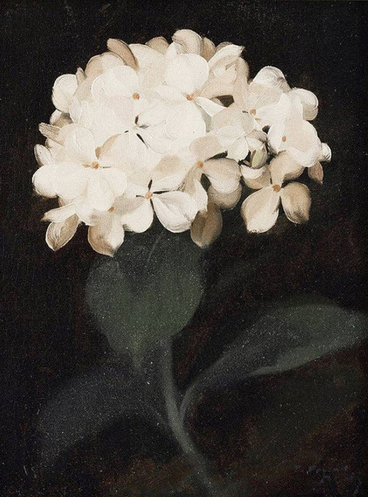 White Hydrangea
